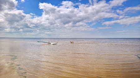 blue sky with clouds beach surfing and labrador dogの写真素材