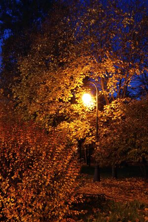 Yellow lantern at night in autumn park alleyの写真素材