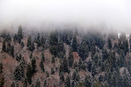 winter forest covered with fog on a mountainside caucasusの写真素材