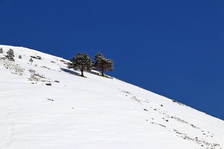 snowy mountain side with two trees and deep blue skyの写真素材