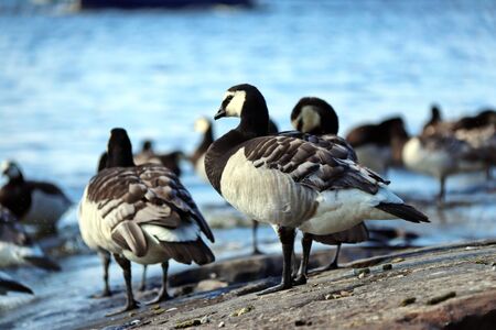 Black and white geese on a stone shore near a lakeの写真素材