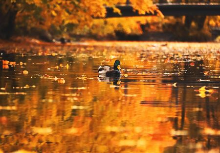 lonely duck swims in a pond with a lot of leaves in an autumn parkの写真素材