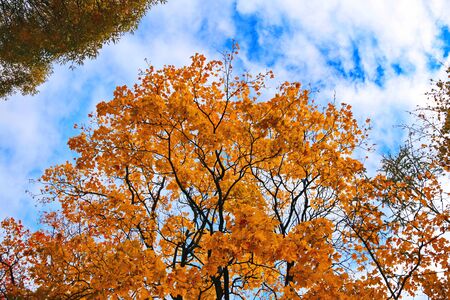autumn maple tree branches with orange leaves on a background of blue sky