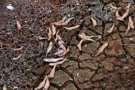 Remains of fish and algae on the cracked bottom of a dried-up lake.