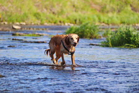The wet red-haired dog runs on the water and shakes off.の写真素材