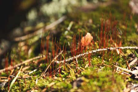 green moss on a fallen tree close-upの写真素材