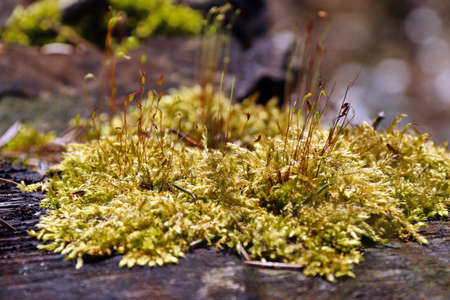 yellow moss on a fallen tree close-upの写真素材