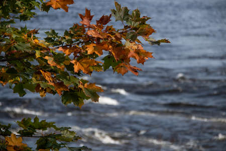 Green and orange autumn maple leaves on dark blue water backgroundの写真素材
