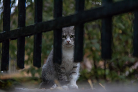 portrait of a gray cat behind a metal fenceの写真素材