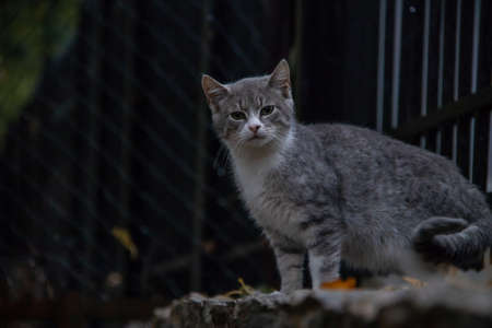 portrait of a gray cat in front of a metal fenceの写真素材