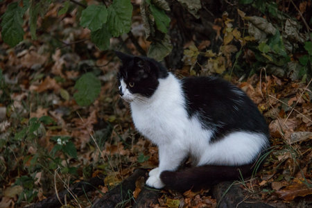 black and white cat in the park in green grass and autumn leavesの写真素材