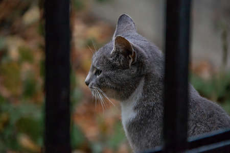 portrait of a gray cat behind a metal fenceの写真素材