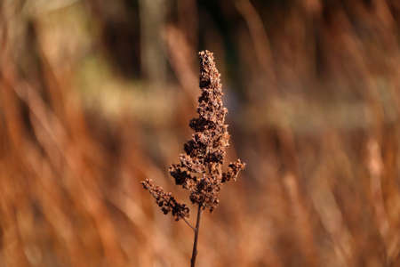 flower of a dried plant close-up