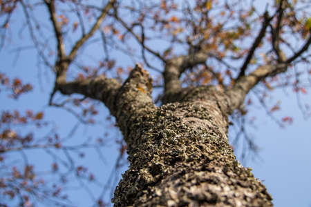 the trunk of the tree is covered with lichen with branches and autumn leaves against the background...