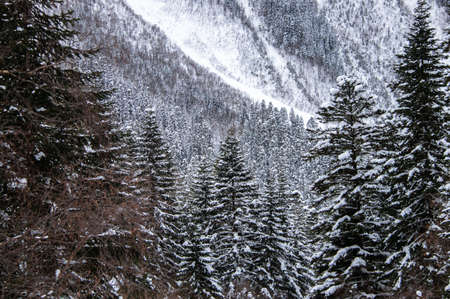 the snowy top of the mountain behind the branches of pine treesの写真素材