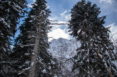 the snowy top of the mountain behind the branches of pine treesの写真素材