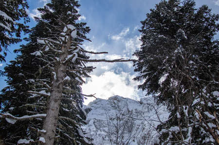 the snowy top of the mountain behind the branches of pine trees