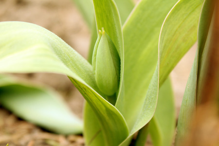Green sprouts of tulip flowers sprout for the sky closeup. Earth day.