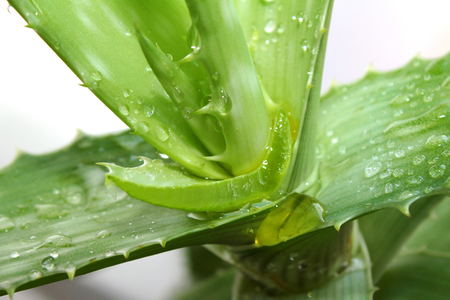Aloe Vera leaves with water dropsの写真素材