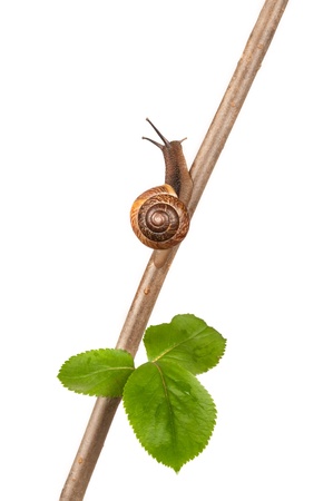 Garden snail on a branch, isolated on whiteの写真素材
