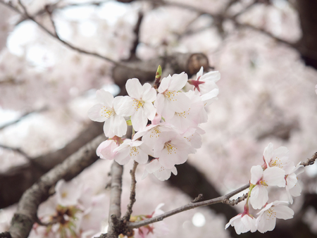 Cherry blossom on tree in Japan, selective focus with blurry background of another blossoms and...