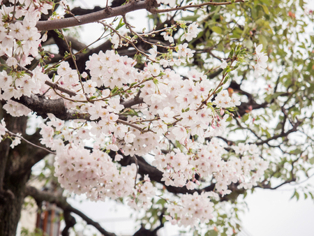 Cherry blossom trees in Japan, selective and soft focus on the middle of blossoms with blurry foreground of some blossoms  and blurry background of other blossomsの写真素材