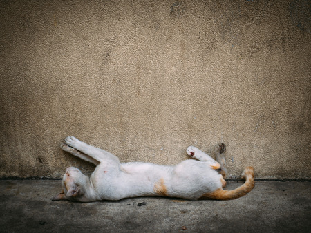 Poor homeless cat sleep on the concrete floor against the wallの写真素材