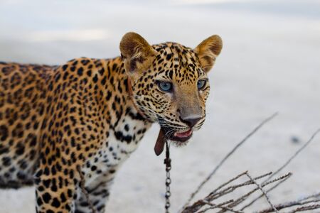 hand reared leopard in the zooの写真素材