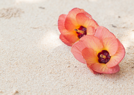 Flowers on the beachの写真素材