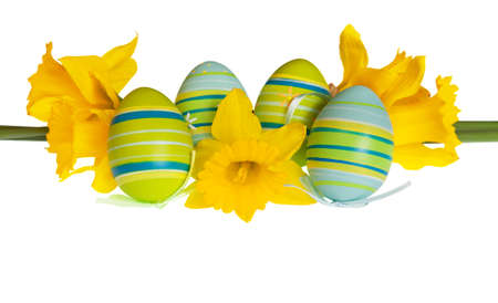 Isolated Easter Eggs dyed in blue and green colors, arranged between yellow daffodil flowers in a row の写真素材
