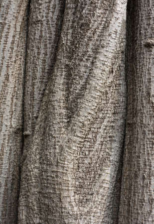 Wooden Texture of an old trees trunk 