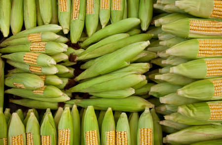 Stack of Fresh Organic Corns with golden seedsの写真素材