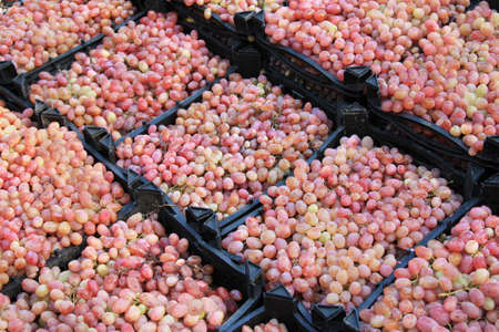 Grape boxes from vine
