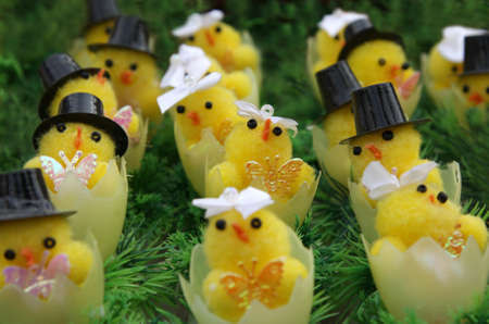 Wedding of new-born chickens on Easter