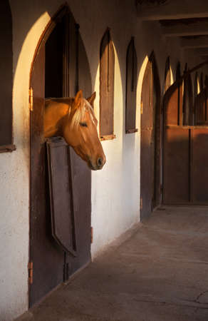 Brown horse extending his head out of stable opening while warm orange ray of sun illuminates his head.の写真素材