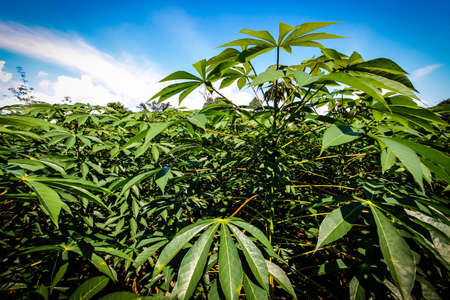 Cassava Field in Indonesiaの写真素材