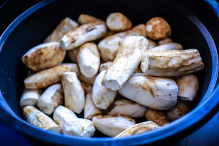 Process of Making Cassava Chipsの写真素材