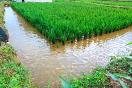 Mina Paddyの写真素材