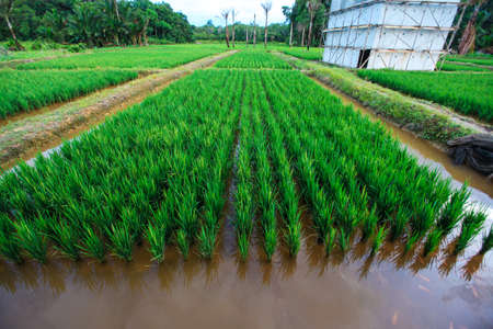 Mina Paddyの写真素材