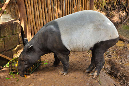 Animal at Bandung Zoo, West Java, Indonesiaの写真素材