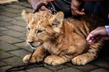 Animal at Bandung Zoo, West Java, Indonesiaの写真素材