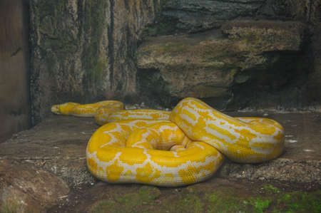 Animal at Bandung Zoo, West Java, Indonesiaの写真素材