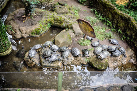 Animal at Bandung Zoo, West Java, Indonesiaの写真素材