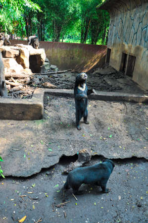 Animal at Bandung Zoo, West Java, Indonesiaの写真素材