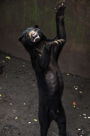 Animal at Bandung Zoo, West Java, Indonesiaの写真素材