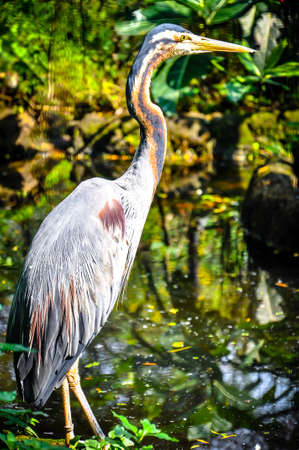 Pelican stands on a stone fence at Bandung Zooの写真素材