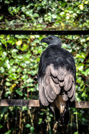 Black eagle with bright yellow beak behind the fence in the zooの写真素材