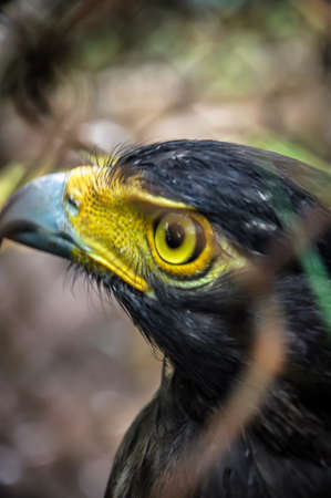 Black eagle with bright yellow beak behind the fence in the zoo