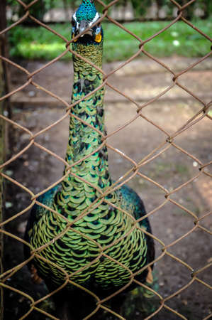 Colorfull birds in a zoo feeling Unfreedom like lockdownの写真素材