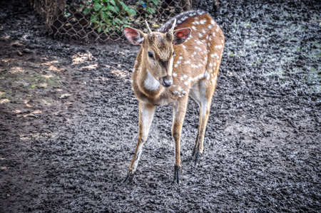 A deer stands in the forestの写真素材